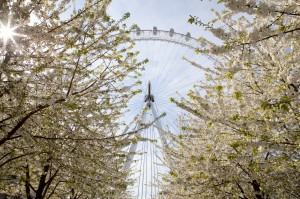 London Baby!