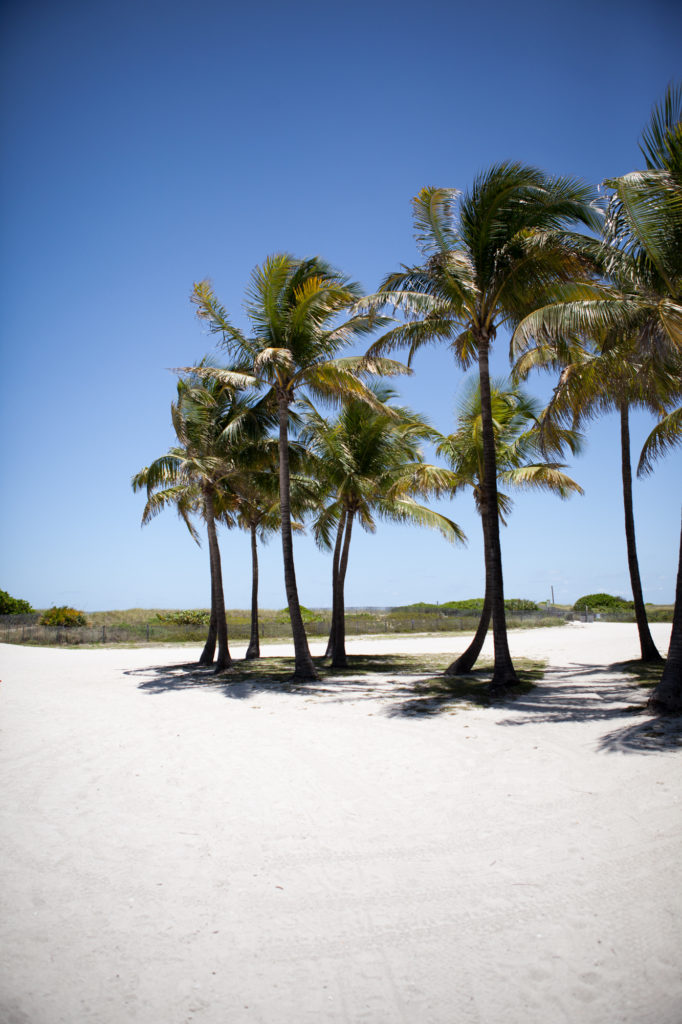 Palm Trees