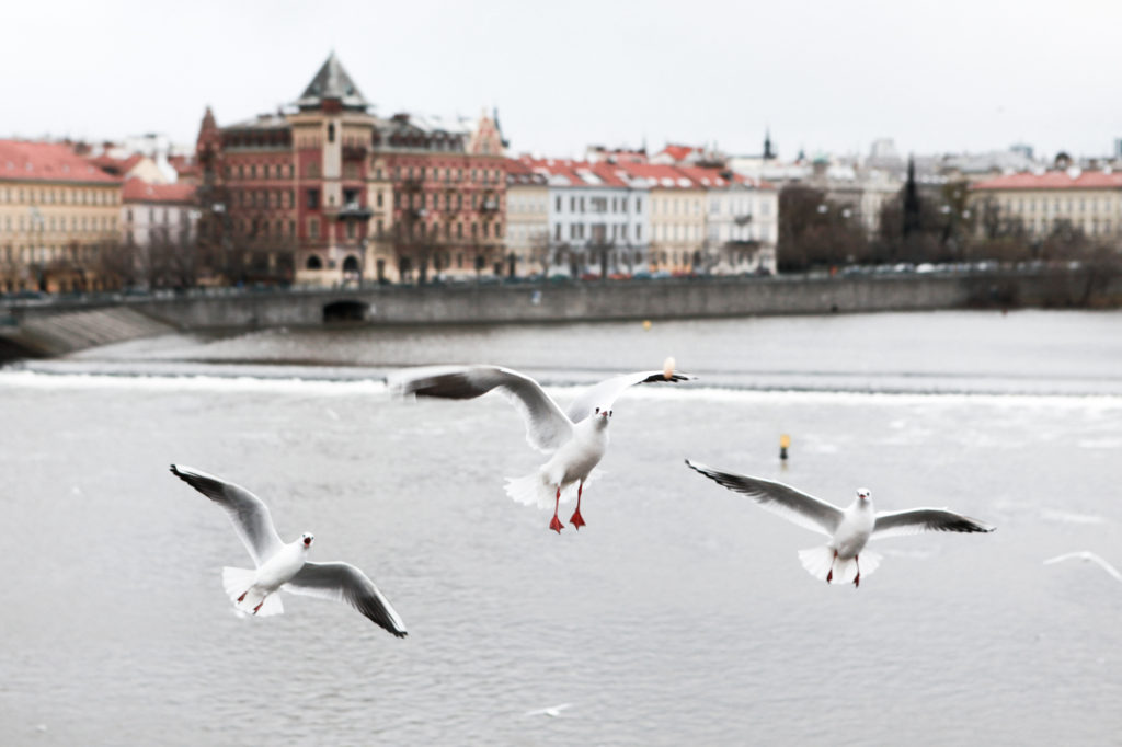 happy-holidays-from-prague_the-models-office